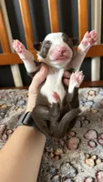 CeCe Winans, a female Border Collie for sale in Cecilia, KY – 1 of 4