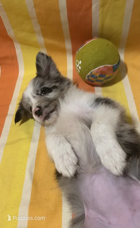 Charity Gayle – Border Collie puppy for sale in Cecilia, KY