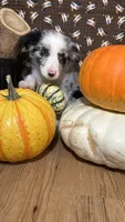 Bill Gaither, a male Border Collie for sale in Cecilia, KY – 6 of 10