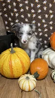 Charity Gayle, a female Border Collie for sale in Cecilia, KY – 5 of 10