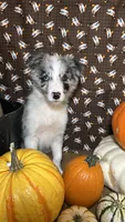 Jason Crabb, a male Border Collie for sale in Cecilia, KY – 4 of 10