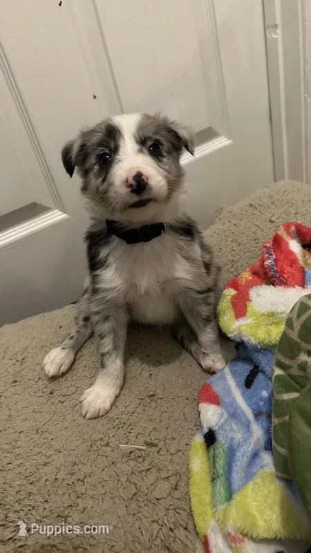 Guy Penrod – Border Collie puppy for sale in Cecilia, KY