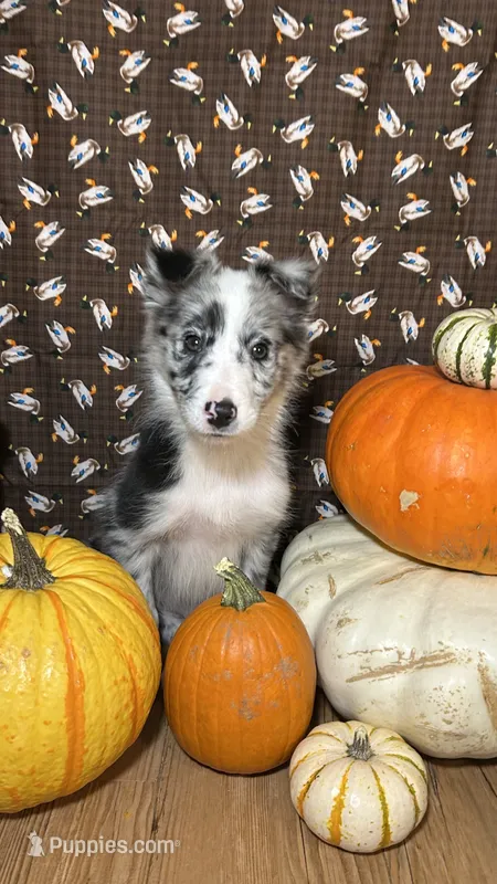 Guy Penrod – Border Collie puppy for sale in Cecilia, KY