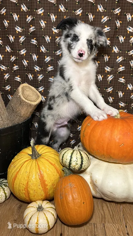Bill Gaither – Border Collie puppy for sale in Cecilia, KY