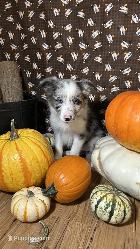 Charity Gayle – Border Collie puppy for sale in Cecilia, KY