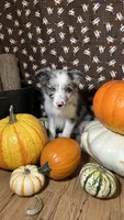 Charity Gayle, a female Border Collie for sale in Cecilia, KY – 1 of 10