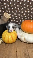 Bill Gaither, a male Border Collie for sale in Cecilia, KY – 1 of 10
