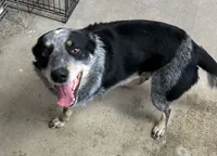 Buddy, a male Australian Cattle Dog for sale in Cecilia, KY – 2 of 9