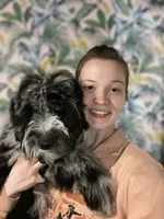 Moon, a male Sheepadoodle for sale in Cecilia, KY – 8 of 10