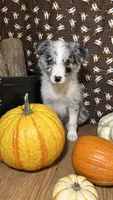 Jason Crabb, a male Border Collie for sale in Cecilia, KY – 7 of 10