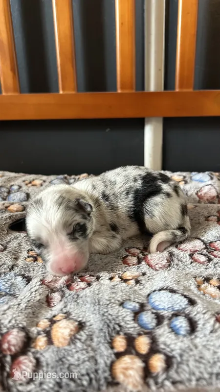 Bill Gaither – Border Collie puppy for sale in Cecilia, KY