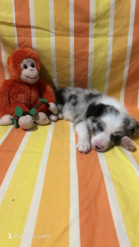 Bill Gaither – Border Collie puppy for sale in Cecilia, KY