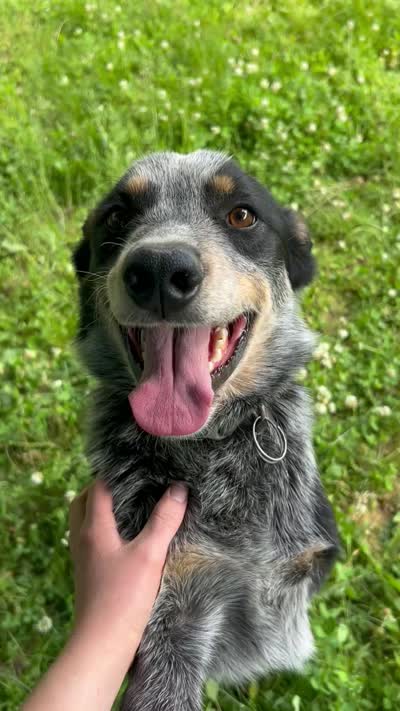 Buddy, a male Australian Cattle Dog for sale in Cecilia, KY – 9 of 9