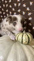 Mark Lowry, a male Border Collie for sale in Cecilia, KY – 5 of 10