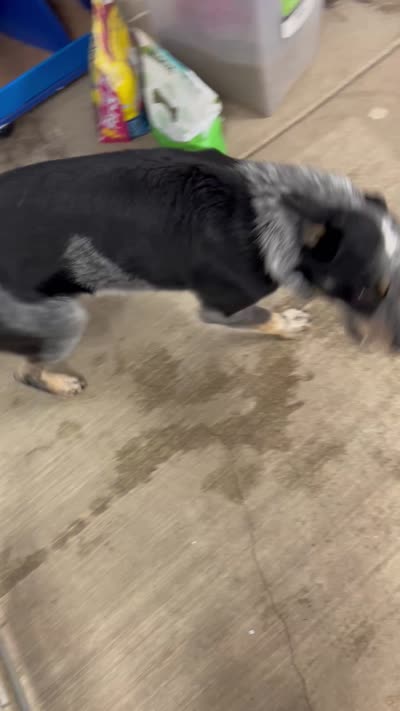 Buddy, a male Australian Cattle Dog for sale in Cecilia, KY – 8 of 9