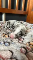 Jason Crabb, a male Border Collie for sale in Cecilia, KY – 1 of 4