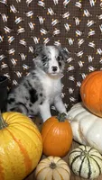 Jason Crabb, a male Border Collie for sale in Cecilia, KY – 3 of 10