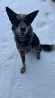 Buddy, a male Australian Cattle Dog for sale in Cecilia, KY – 6 of 9