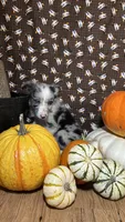 Charity Gayle, a female Border Collie for sale in Cecilia, KY – 7 of 10