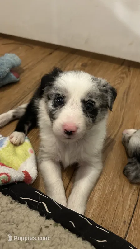 Bill Gaither – Border Collie puppy for sale in Cecilia, KY