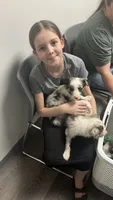 Bill Gaither, a male Border Collie for sale in Cecilia, KY – 7 of 10