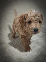 Biscuit (Micro Cavapoo), a male Cavapoo and Poodle - Toy  for sale in Harvey, LA – Photo 3 of 8