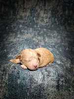 Biscuit (Micro Cavapoo), a male Cavapoo and Poodle - Toy  for sale in Harvey, LA – Photo 8 of 8