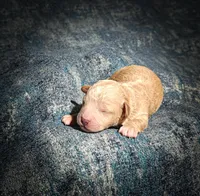 Biscuit (Micro Cavapoo), a male Cavapoo and Poodle - Toy  for sale in Harvey, LA – Photo 7 of 8