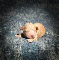 Biscuit (Micro Cavapoo), a male Cavapoo and Poodle - Toy  for sale in Harvey, LA – Photo 6 of 8