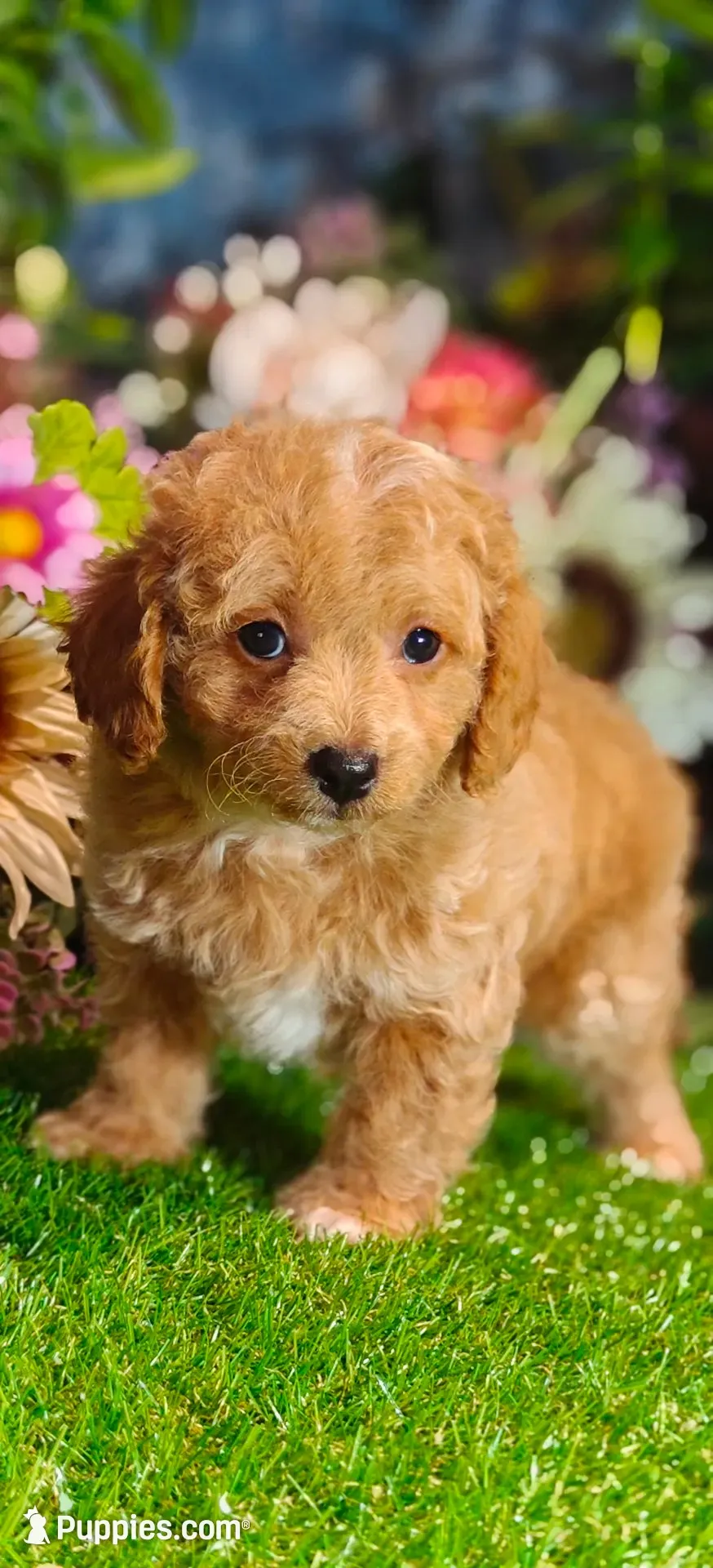 Biscuit (Micro Cavapoo), a male Cavapoo and Poodle - Toy  for sale in Harvey, LA – 2 of 10