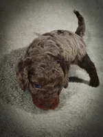 Hunter (Micro Cavapoo), a male Cavapoo and Poodle - Toy  for sale in Harvey, LA – Photo 2 of 9