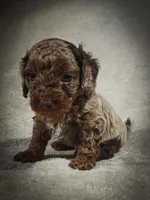 Hunter (Micro Cavapoo), a male Cavapoo and Poodle - Toy  for sale in Harvey, LA – Photo 6 of 9