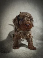 Hunter (Micro Cavapoo), a male Cavapoo and Poodle - Toy  for sale in Harvey, LA – Photo 5 of 9