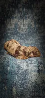 Hunter (Micro Cavapoo), a male Cavapoo and Poodle - Toy  for sale in Harvey, LA – Photo 9 of 9