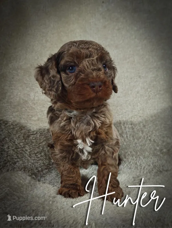 Hunter (Micro Cavapoo), a male Cavapoo and Poodle - Toy  for sale in Harvey, LA – Photo 1 of 9