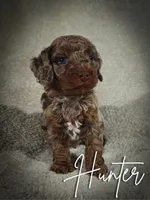 Hunter (Micro Cavapoo), a male Cavapoo and Poodle - Toy  for sale in Harvey, LA – Photo 1 of 9