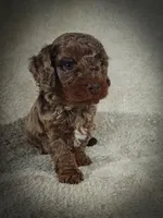 Hunter (Micro Cavapoo), a male Cavapoo and Poodle - Toy  for sale in Harvey, LA – Photo 7 of 9