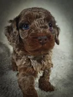 Hunter (Micro Cavapoo), a male Cavapoo and Poodle - Toy  for sale in Harvey, LA – Photo 4 of 9