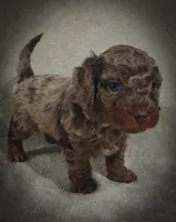 Hunter (Micro Cavapoo), a male Cavapoo and Poodle - Toy  for sale in Harvey, LA – Photo 3 of 9