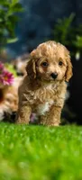 Biscuit (Micro Cavapoo), a male Cavapoo and Poodle - Toy  for sale in Harvey, LA – 3 of 10