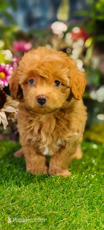 Sterling (Micro Cavapoo) – Cavapoo, Poodle - Toy  puppy for sale in Harvey, LA