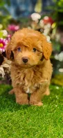 Sterling (Micro Cavapoo), a male Cavapoo and Poodle - Toy  for sale in Harvey, LA – 1 of 10