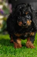Zorro (Micro Cavapoo), a male Cavapoo and Poodle - Toy  for sale in Harvey, LA – 2 of 10