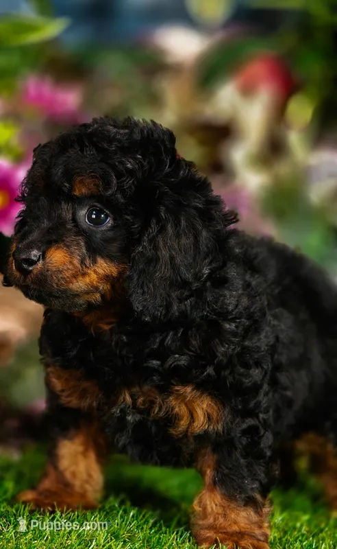 Zorro (Micro Cavapoo) – Cavapoo, Poodle - Toy  puppy for sale in Harvey, LA