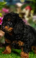Zorro (Micro Cavapoo), a male Cavapoo and Poodle - Toy  for sale in Harvey, LA – 1 of 10