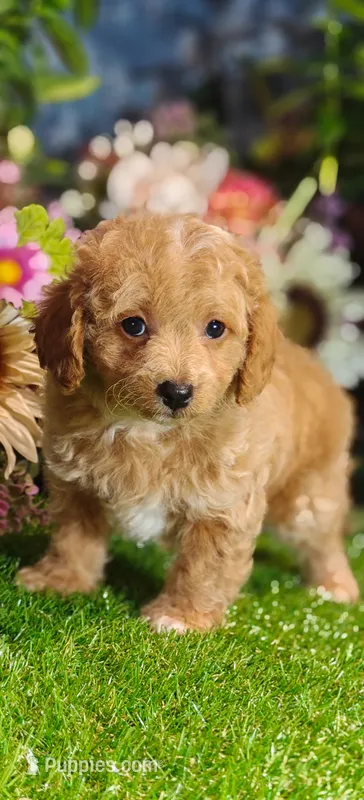 Biscuit (Micro Cavapoo) – Cavapoo, Poodle - Toy  puppy for sale in Harvey, LA