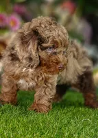 Hunter (Micro Cavapoo), a male Cavapoo and Poodle - Toy  for sale in Harvey, LA – 1 of 10
