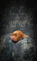 Sterling (Micro Cavapoo), a male Cavapoo and Poodle - Toy  for sale in Harvey, LA – Photo 9 of 9