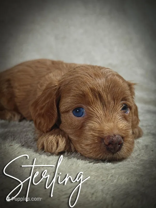 Sterling (Micro Cavapoo) – Cavapoo, Poodle - Toy  puppy for sale in Harvey, LA