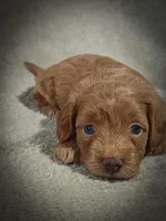 Sterling (Micro Cavapoo), a male Cavapoo and Poodle - Toy  for sale in Harvey, LA – Photo 5 of 9